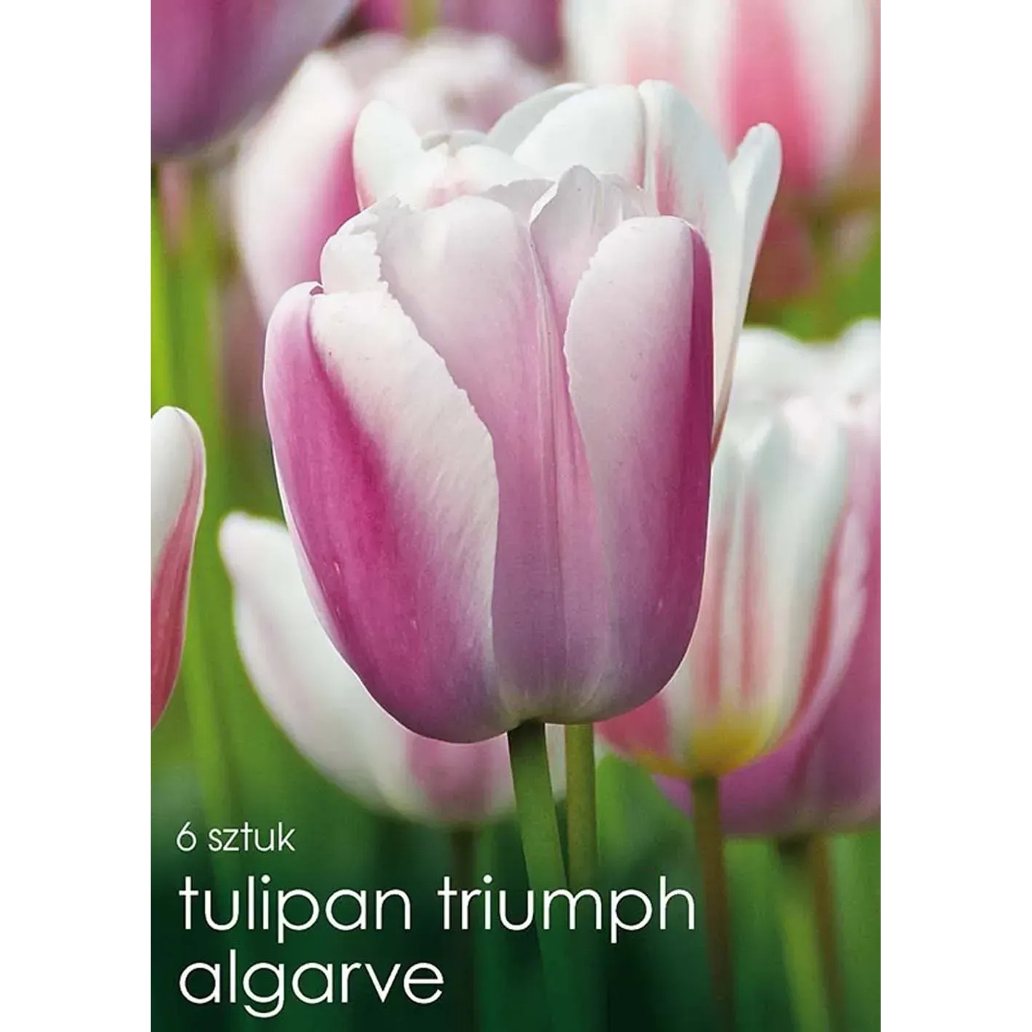 Tulipan odm. Algarve (Tulipa sp.) - 6 szt.