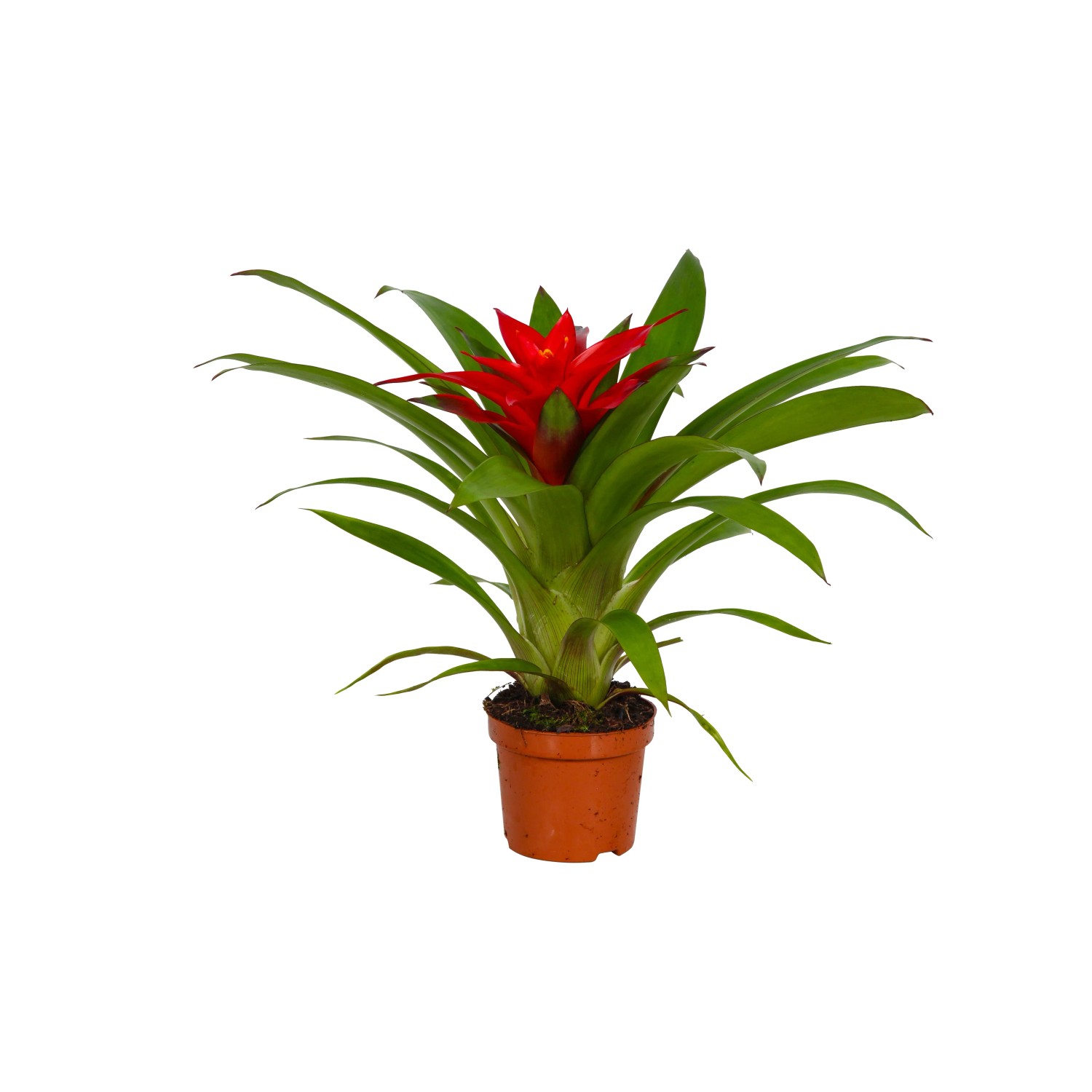 Guzmania (Bromeliaceae) Blitz - don. 9 cm