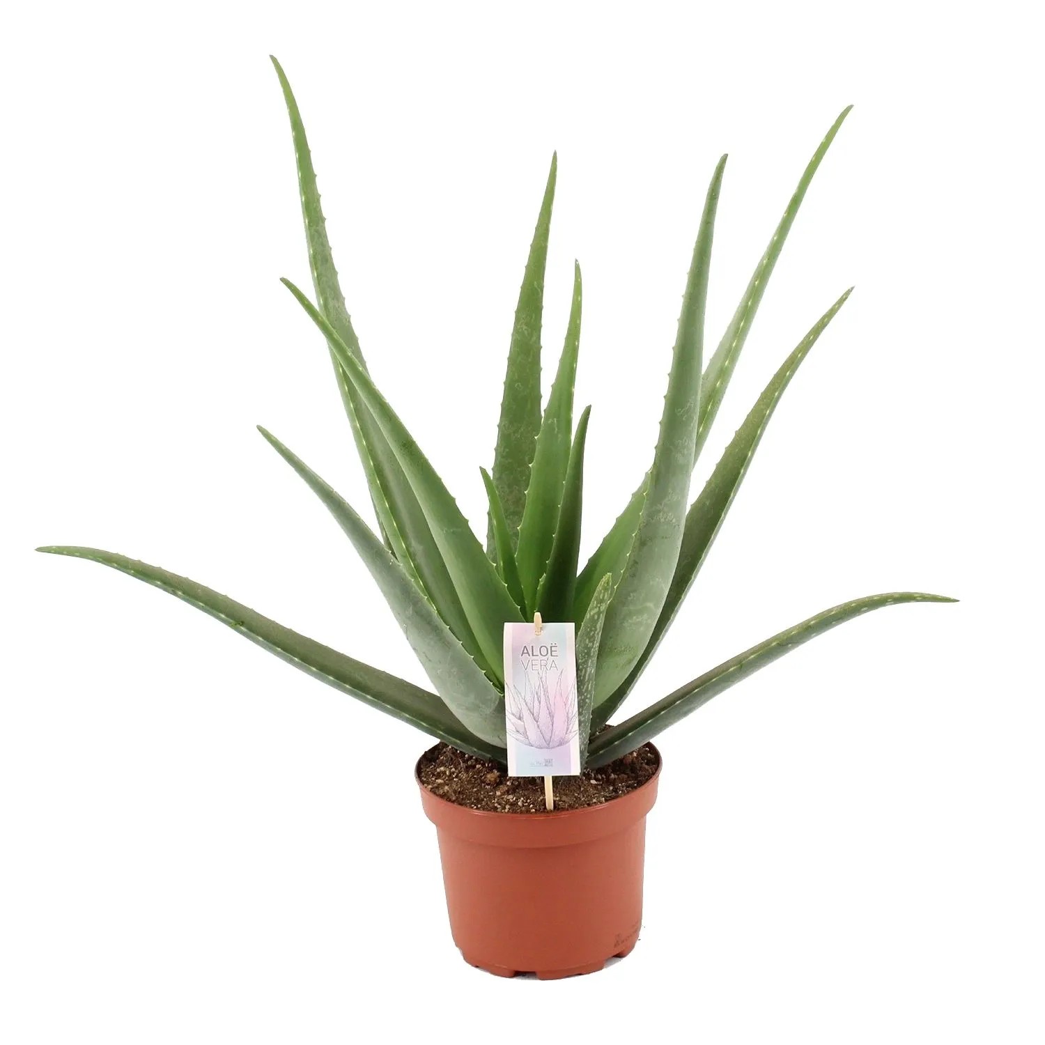 Aloes (Aloe Vera) - don. 19 cm