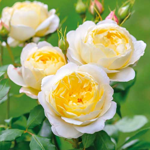 Ruža floribunda Floral Fashion - : Monžstvo balíkov: 1 sad