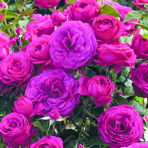 1 db, Rózsa floribunda Dark Pink - Palánták: Mod de ambalare: 1 db