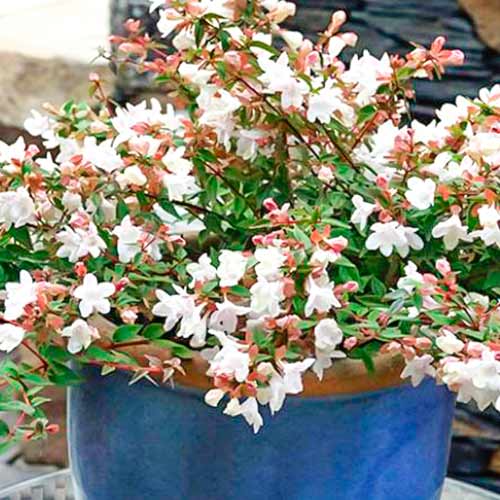 1 szt, Abelia Cristal Charm - Setzlinge: Ilość w opakowaniu: 1 szt