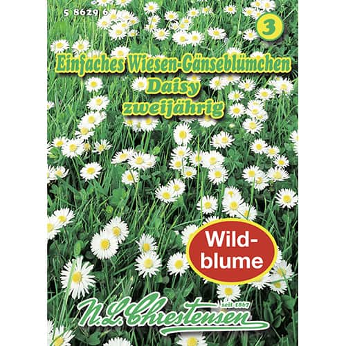 1 szt, Tausendschön Daisy - Samen: Ilość w opakowaniu: 1 Stück