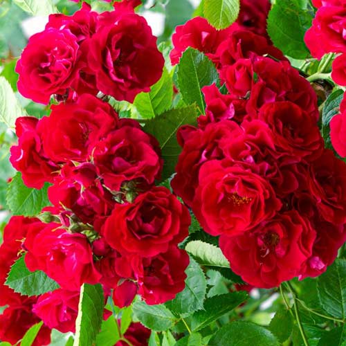 Rosa floribunda Red Fairy, C2 - Plântulas: Ilość w opakowaniu: 1 plant