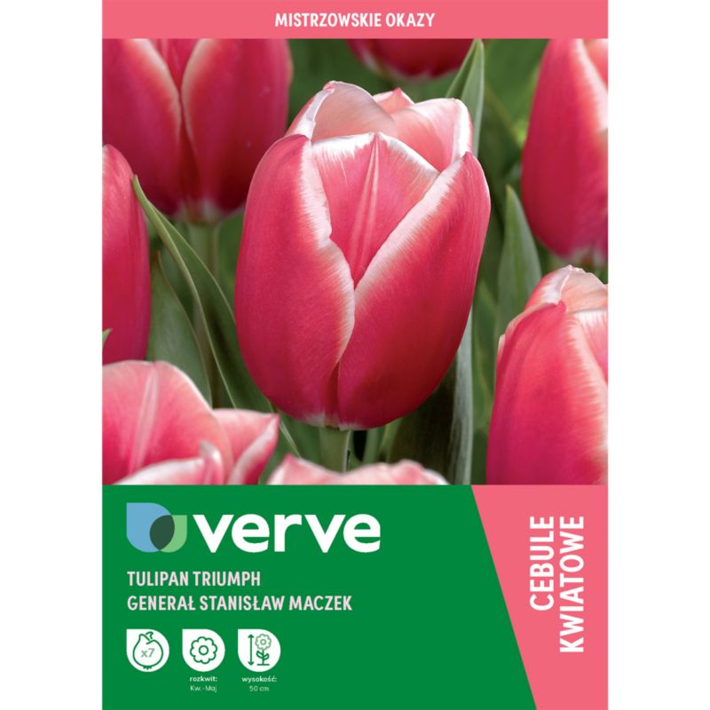 Tulipan Verve Generał Maczek 7 sztuk