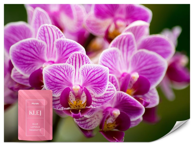 Fototapeta Muralo Bukiet Orchidei Kwiaty 500x350 cm 1szt.
