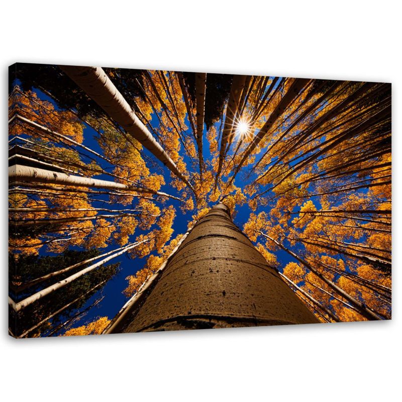 Obraz na płótnie Feeby Korony drzew las 90x60cm 1szt
