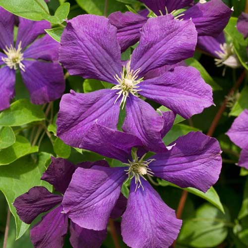 Clematis (Powojnik) Etoile Violette - Sadzonki, Ilość w opakowaniu: 1 szt - GradinaMax