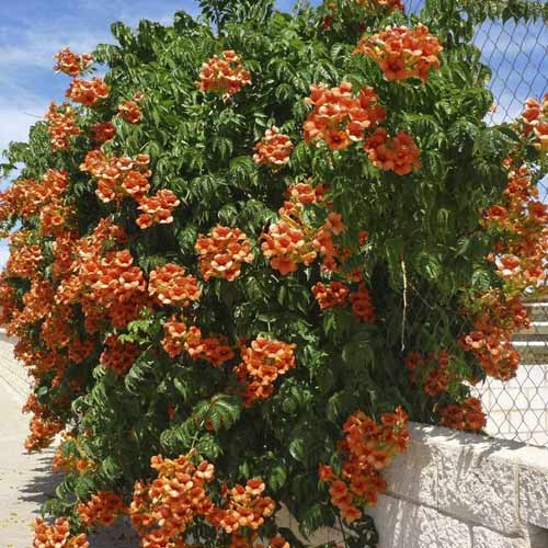 1 sadz, Campsis radicans Flamenco, С2 - Sadzonki: Ilość w opakowaniu: 1 sadz