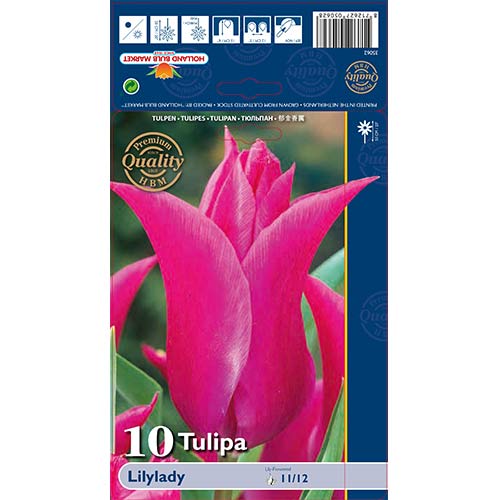 10 szt., Tulipan liliokształtny Lilylady - Cebule: Ilość w opakowaniu: 10 szt.