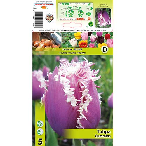 5 szt., Tulipan strzępiasty Cummins - Cebule: Ilość w opakowaniu: 5 szt.