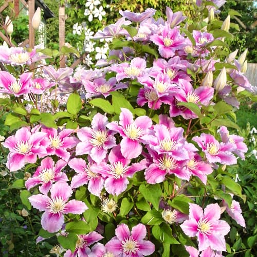 Clematis (Powojnik) Piilu - Sadzonki: Ilość w opakowaniu: 1 szt. - GradinaMax