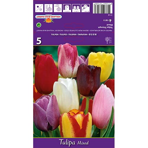 Tulipany Triumph, mix kolorów - Cebule: Ilość w opakowaniu: 5 szt. - GradinaMax