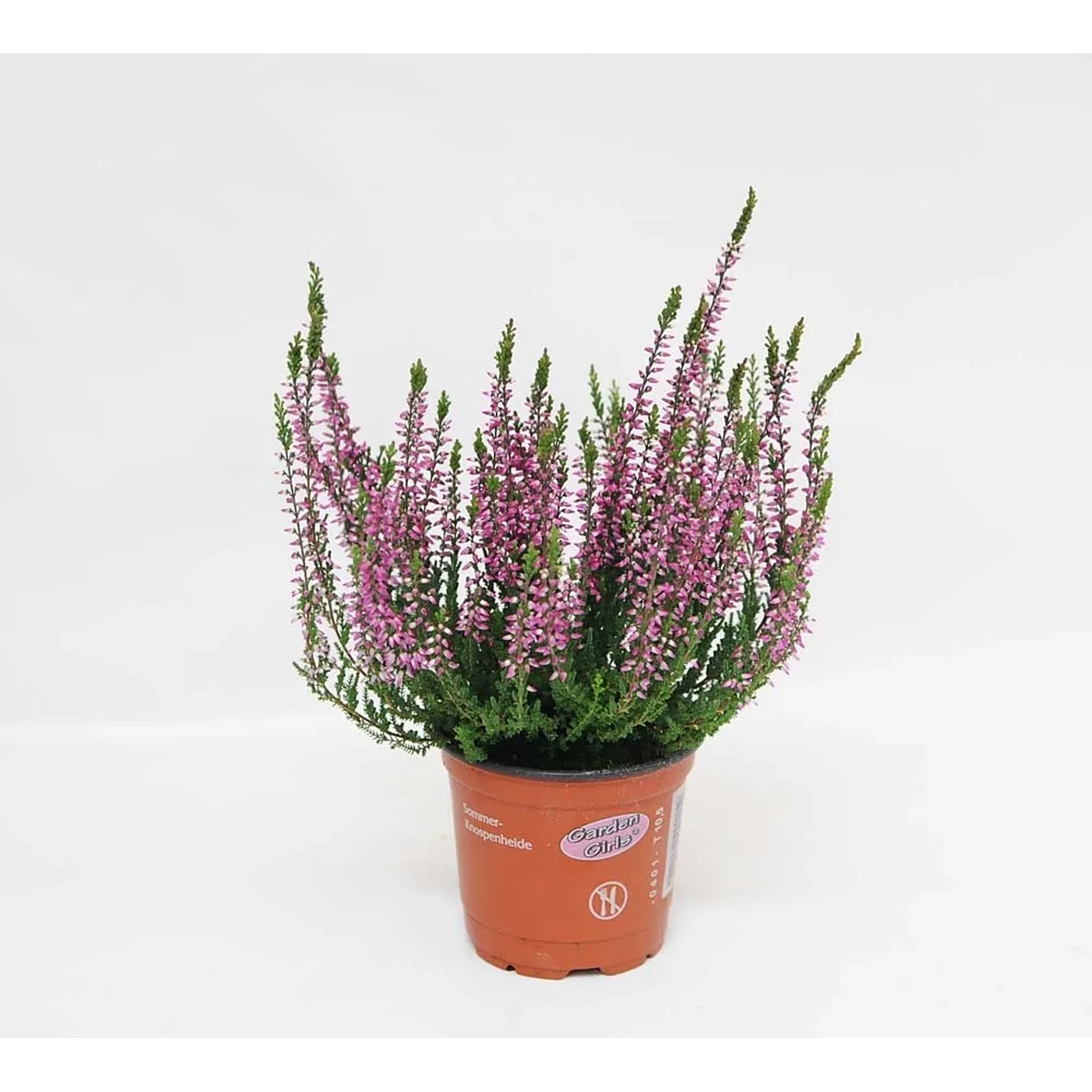 Wrzos linia Garden Girls (Calluna vulgaris) don. 11 cm