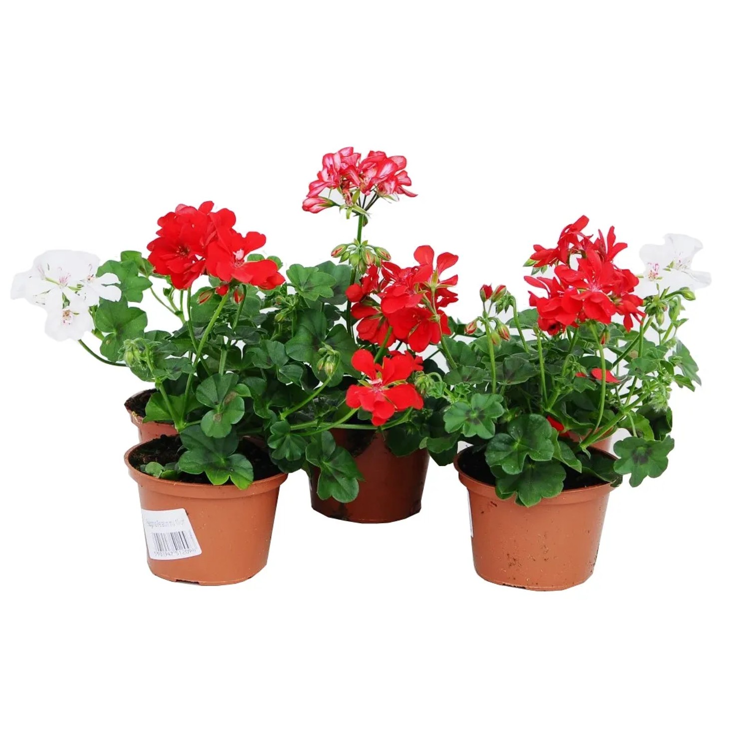 Pelargonia peltatum - don. 11 cm