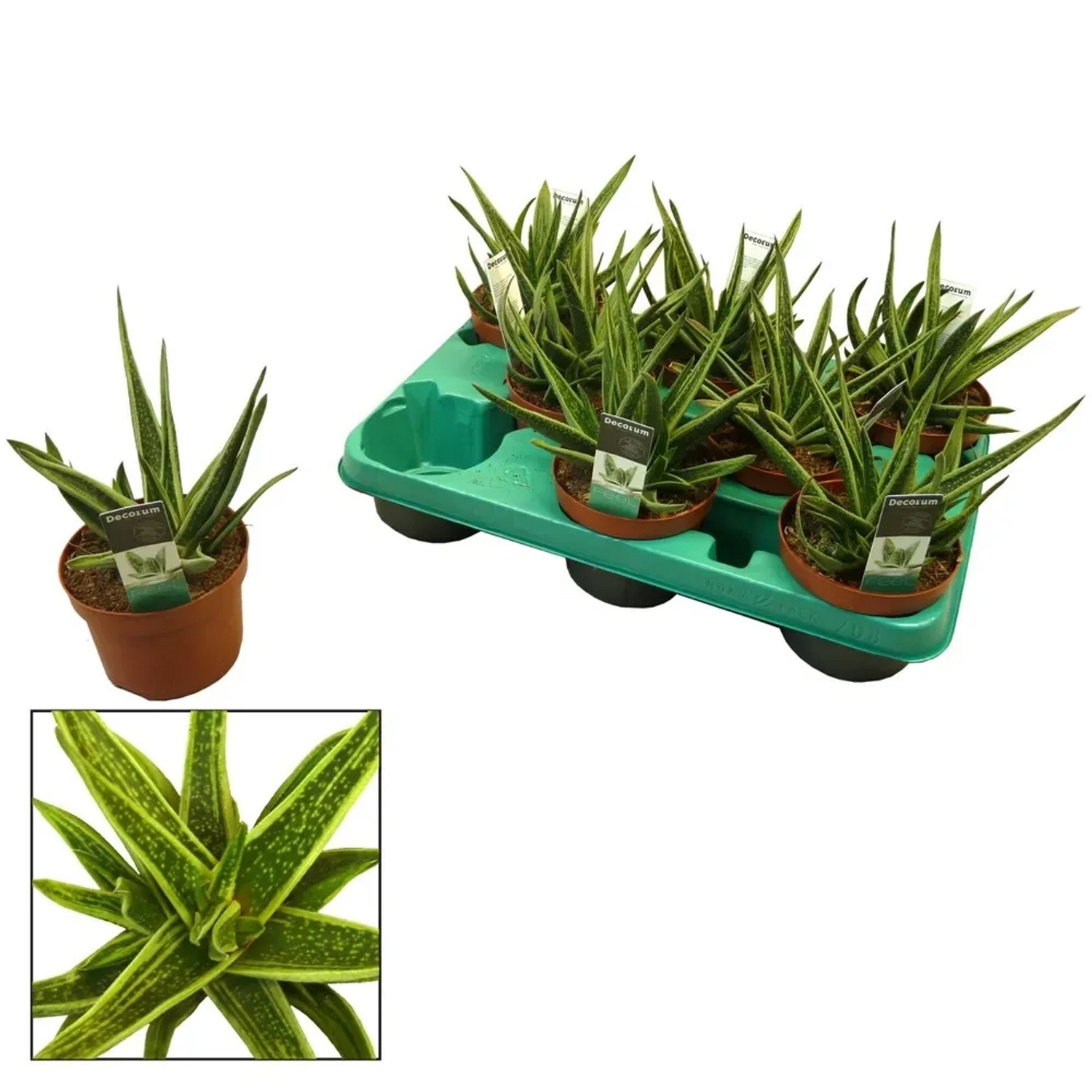 Gasteria Doreen wys. 18-22cm