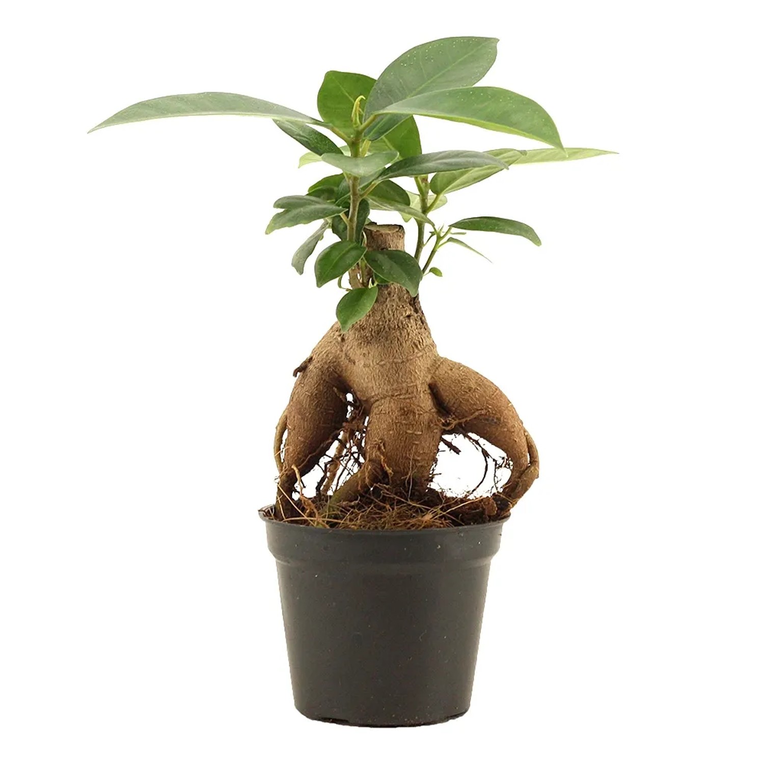 Fikus (Ficus microcarpa Ginseng mini) - don. 5,5 cm