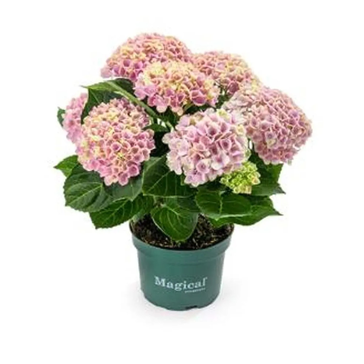 Hortensja (Hydrangea magical revolution pink) - don. 10,5 cm