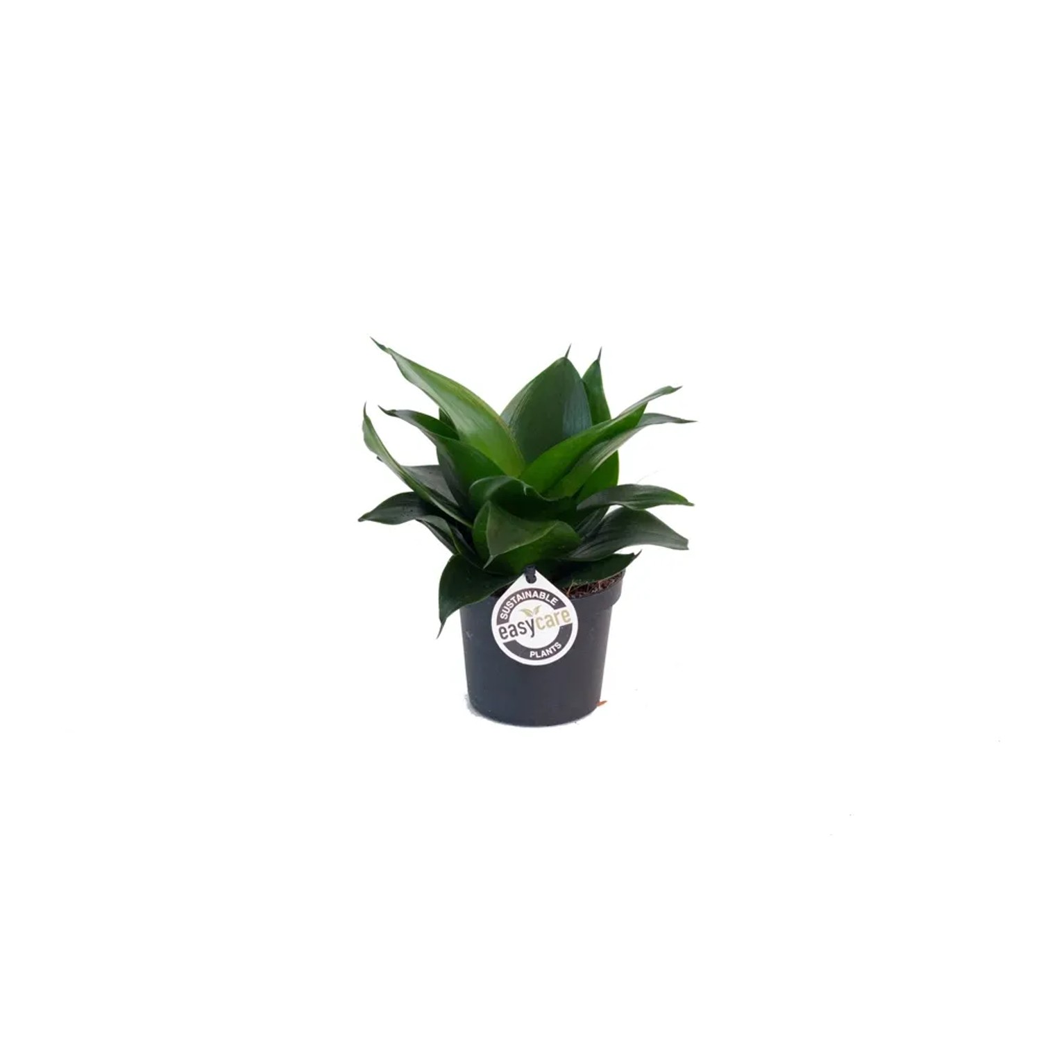 Wężownica Sansevieria trifasc. Black Jade wys. 10-15cm don. 9cm