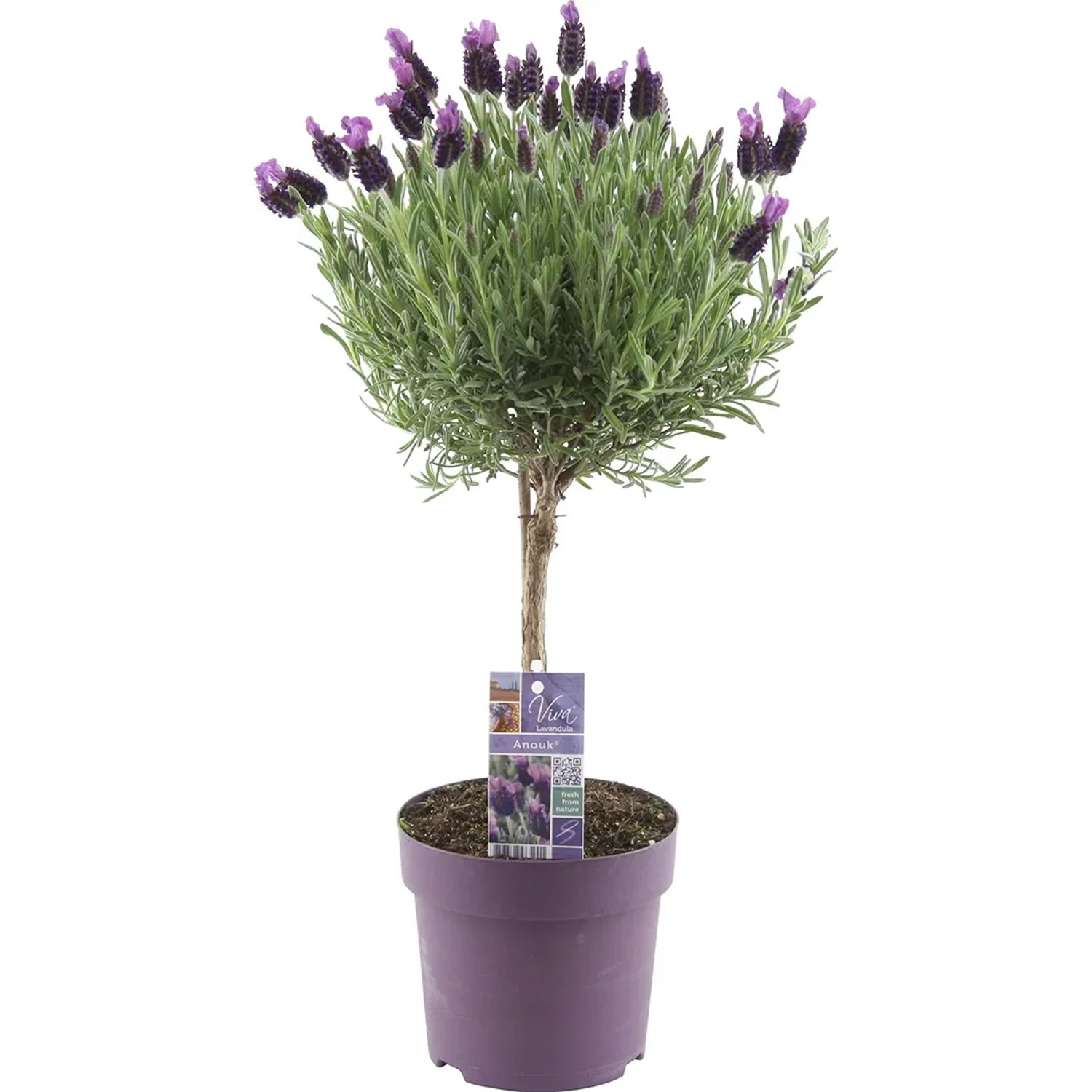 Lawenda na pniu (Lavandula st. Anouk) - don. 15 cm