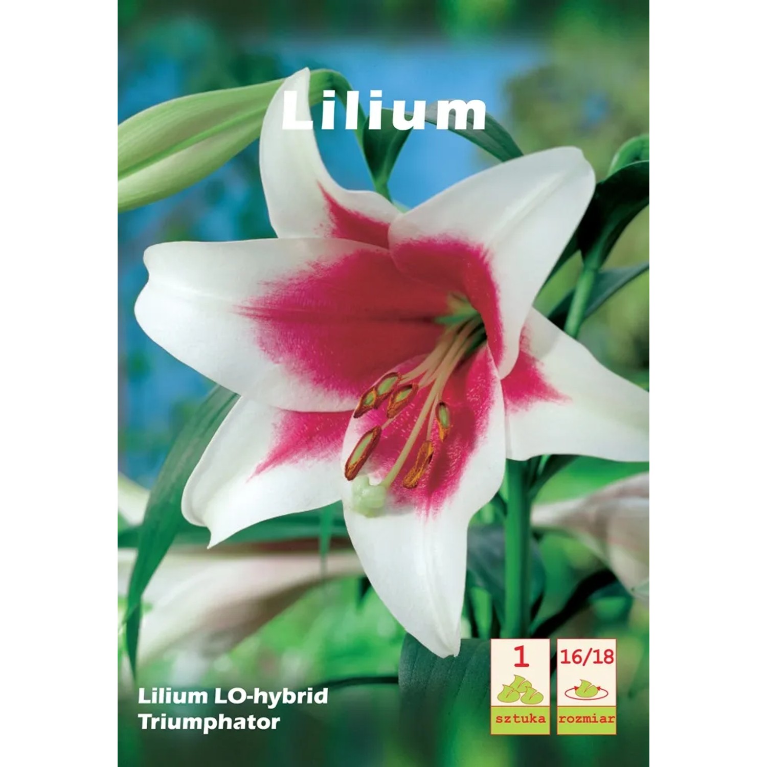 Lilia Triumphator 1szt 16/18