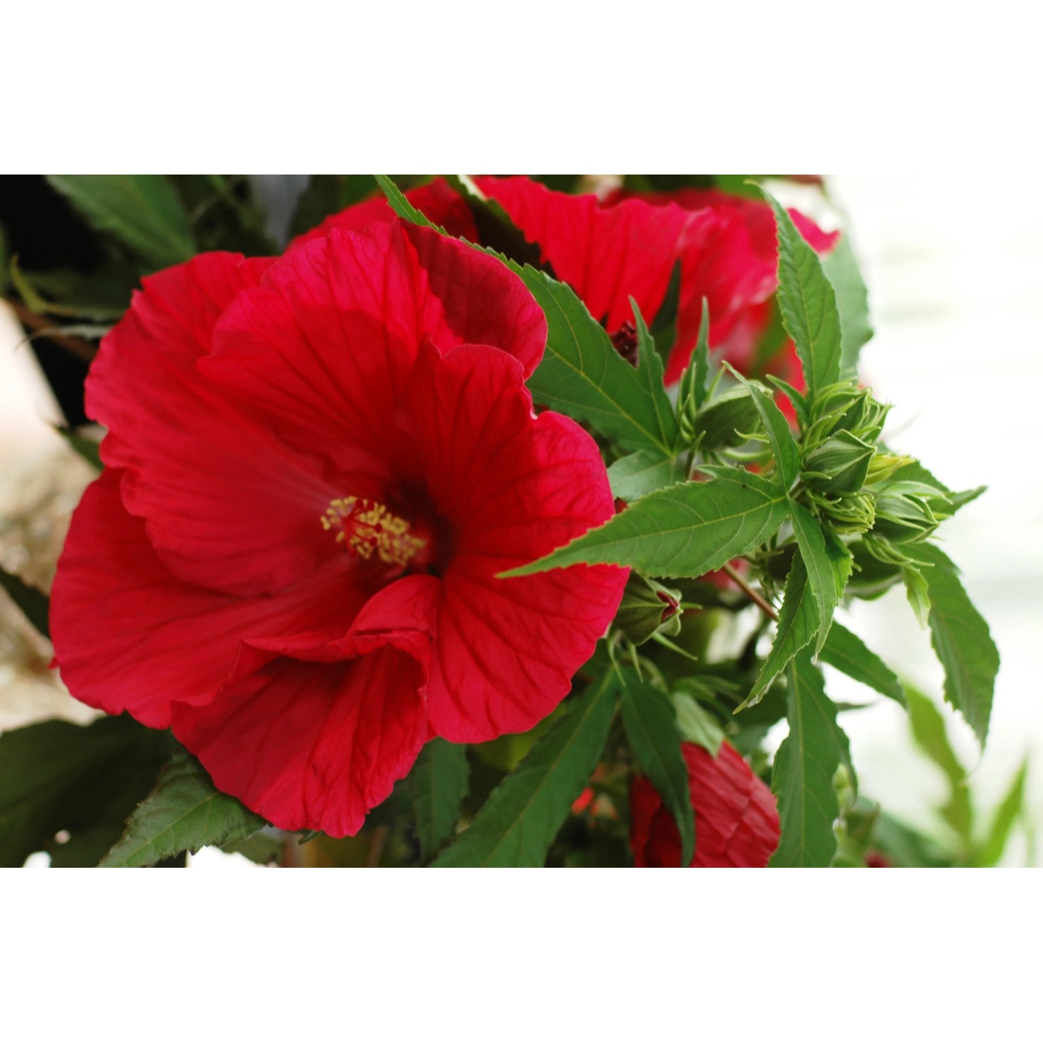 Hibiscus wielkokwiatowa summerific wys. 90-100cm w don. 23cm