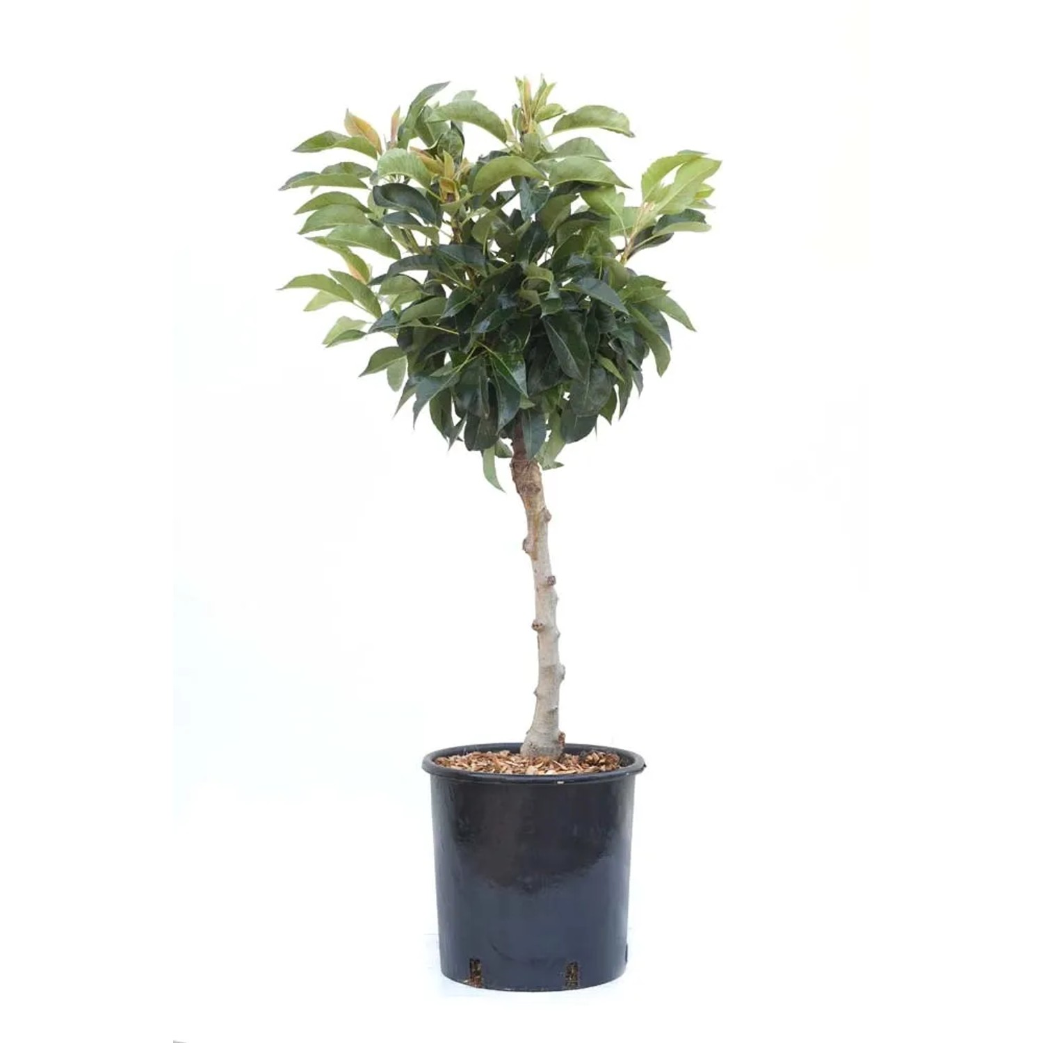 Grusza karłowa "Garden Gem" - don. 10 l
