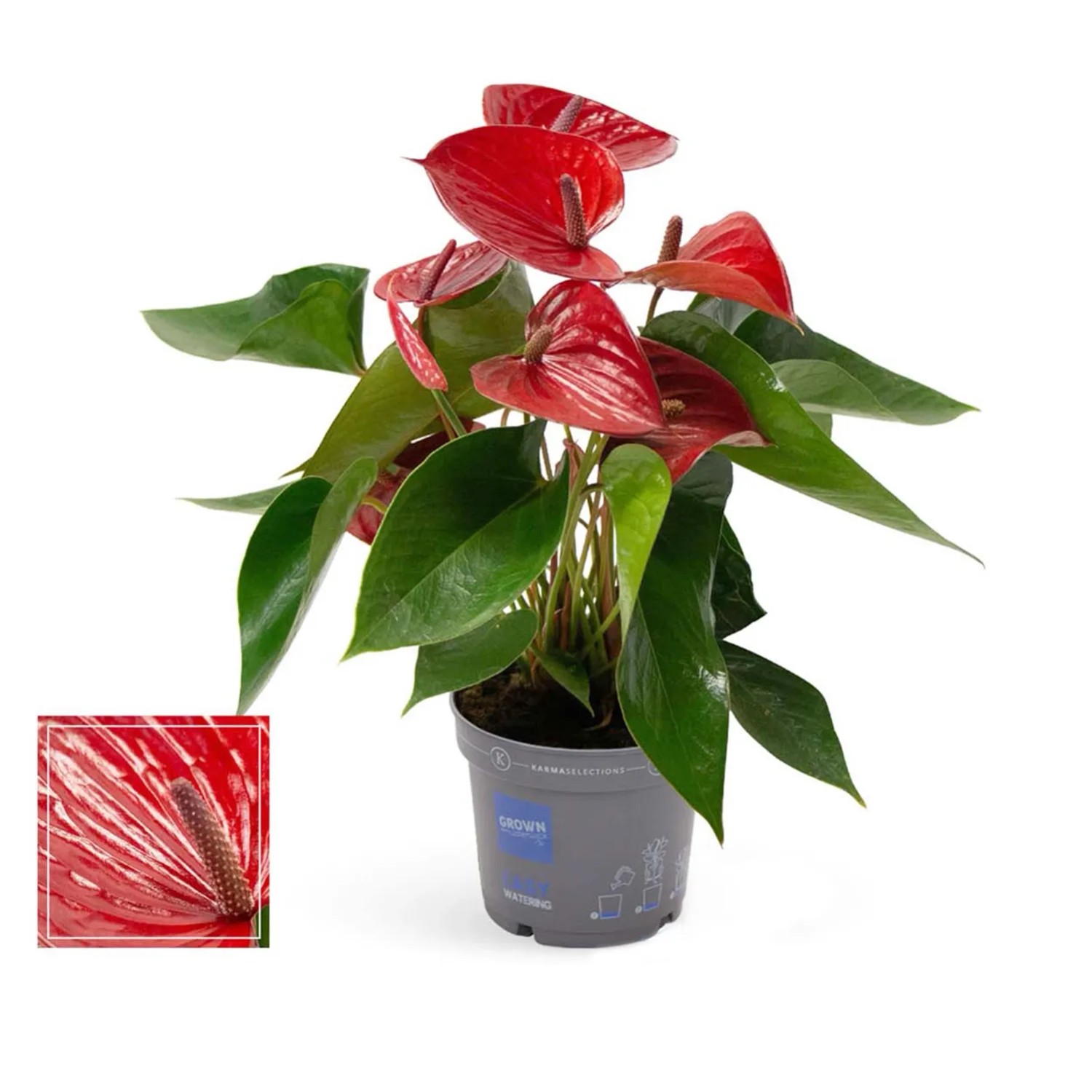 Anturium (Anthurium Picanta Red) don. 17 cm