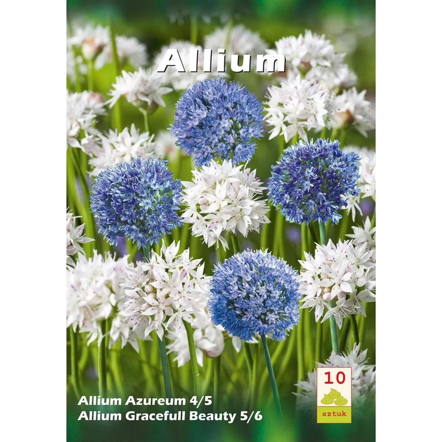 Czosnek (Allium) mix Azureum/Graceful Beauty - 10 szt.