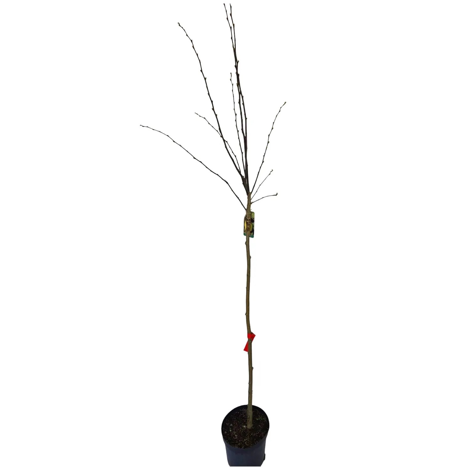 Pigwa szczepiona (Cydonia) don. 5 l - wys. 170 cm