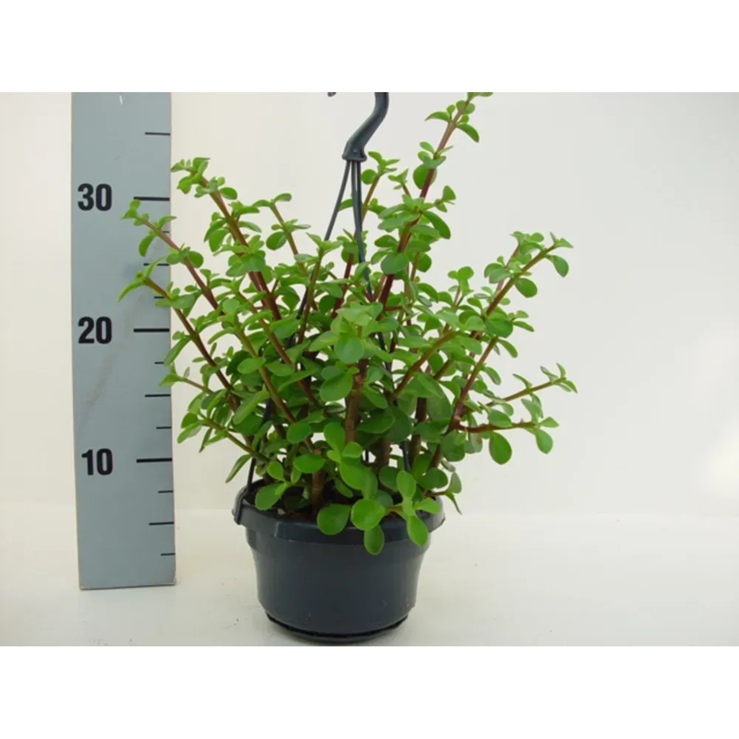 Portulaca Afra wisząca don wys. 25cm
