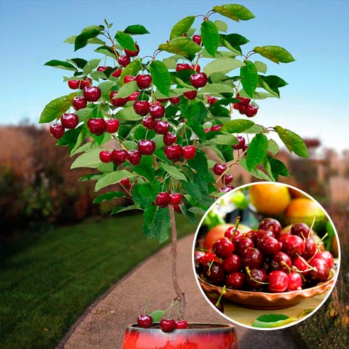 1 buc, Mini-Cireș Garden Bing - : Mod de ambalare: 1 buc