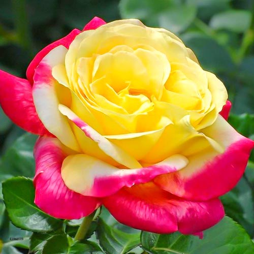 1 buc, Trandafir teahibrid Yellow Pink - Butași: Mod de ambalare: 1 buc