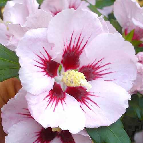 1 buc, Hibiscus Hamabo - Răsaduri: Mod de ambalare: 1 buc
