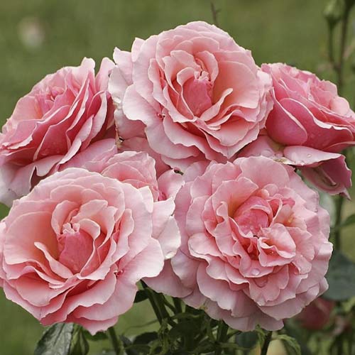 Ruža floribunda Poesie - : Monžstvo balíkov: 1 sad