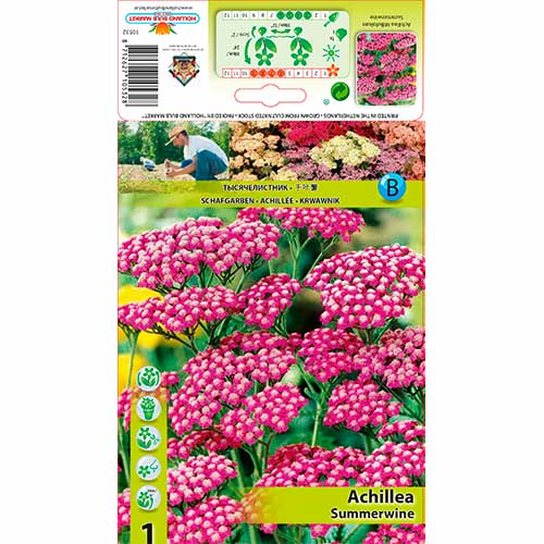 1 db, Cickafark (Achillea) Summerwine - Évelő: Mod de ambalare: 1 db