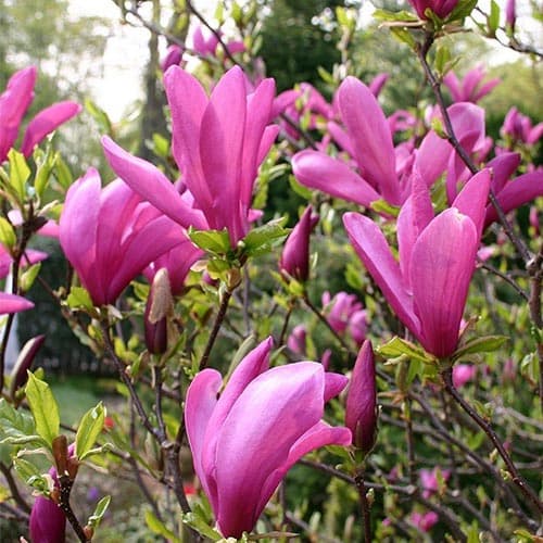 1 Pflanze(n), Magnolie Susan, C2 - Setzlinge: Ilość w opakowaniu: 1 Pflanze(n)