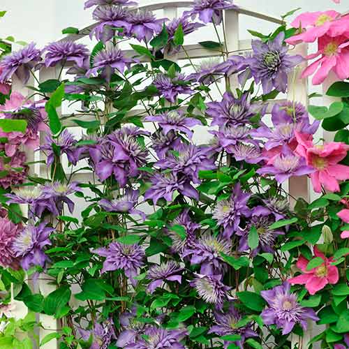 1 Pflanze(n), Clematis Coco Lovers, P9 - Setzlinge: Ilość w opakowaniu: 1 Pflanze(n)