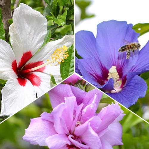 3 Pflanze(n), Tolles Angebot! Hibiskus Trio, Set mit 3 Setzlingen - Setzlinge: Ilość w opakowaniu: 3 Pflanze(n)