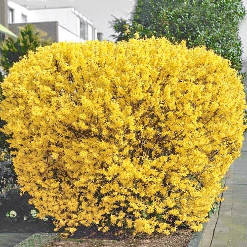 1 Pflanze(n), Forsythie Lynwood Gold, P9 - Setzlinge: Ilość w opakowaniu: 1 Pflanze(n)
