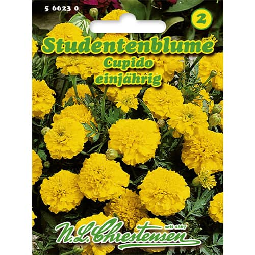 1 szt, Studentenblume Cupido - Samen: Ilość w opakowaniu: 1 Stück