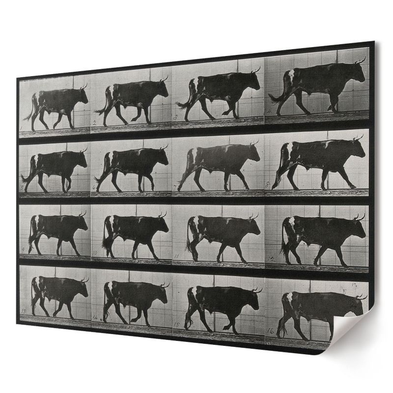 Plakat canvas Wallfluent Format A4 Byk w marszu Artysta Eadweard Muybridge 1 szt.