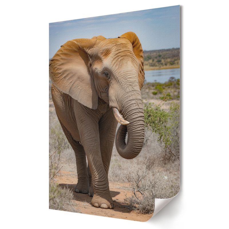 Plakat canvas Wallfluent Format A3 Spacer słonia Artysta Omega 1 szt.