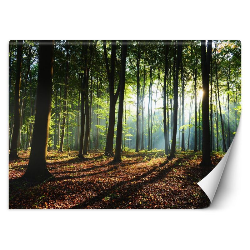 Fototapeta Feeby Poranek las drzewa natura 254x184 1 szt