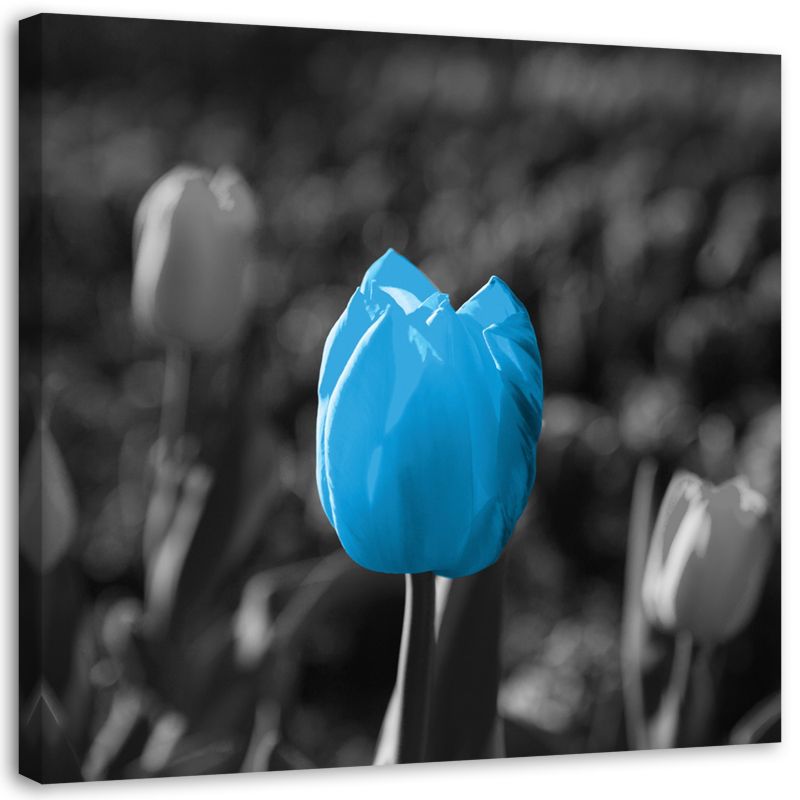 Obraz na płótnie Feeby Niebieski tulipan kwiat natura 60x60cm 1szt