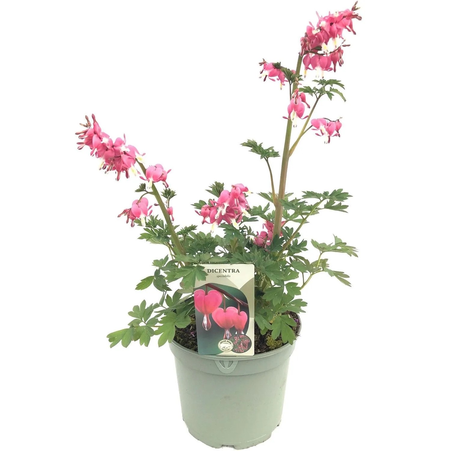 Serduszka okazałe (Dicentra spectabilis) don. 17 cm