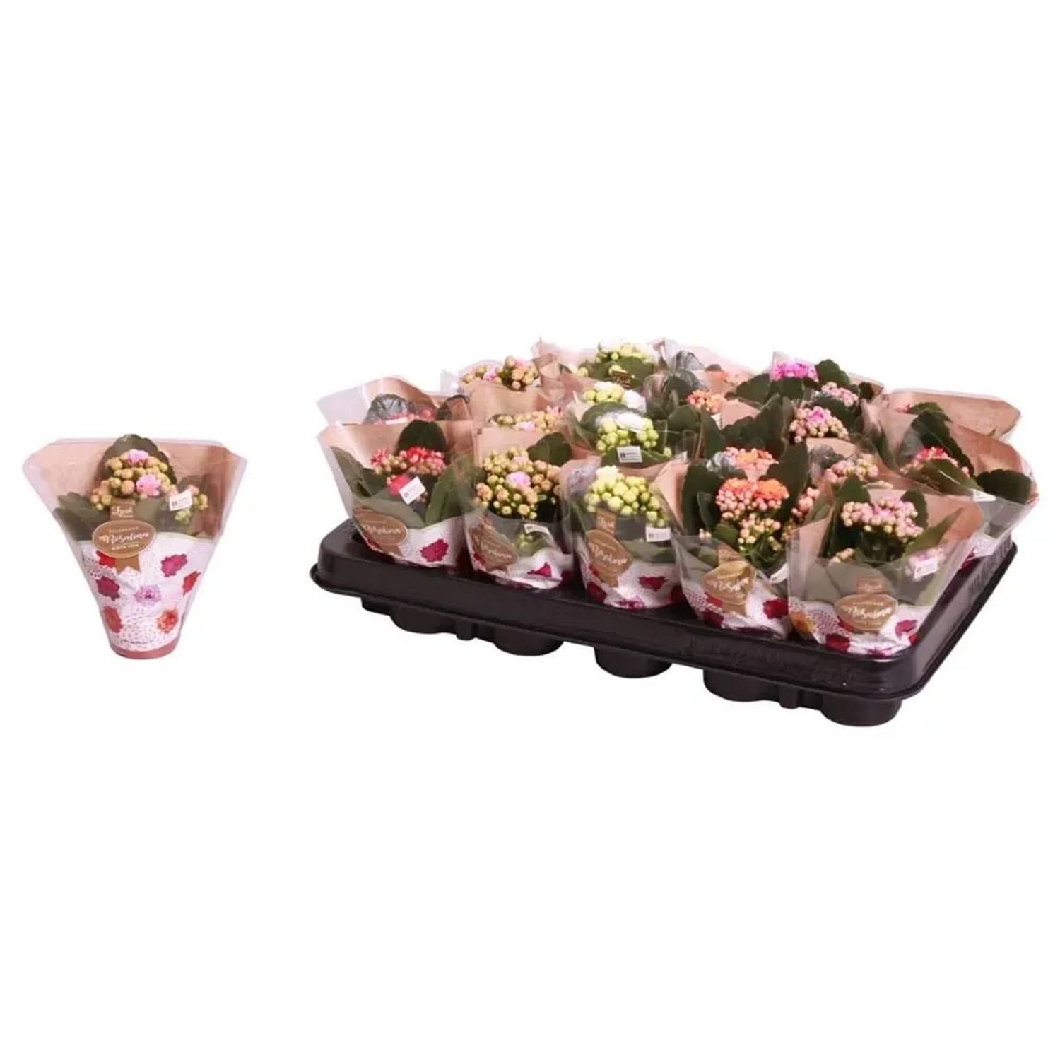Żyworódka (Kalanchoe) - don. 6 cm