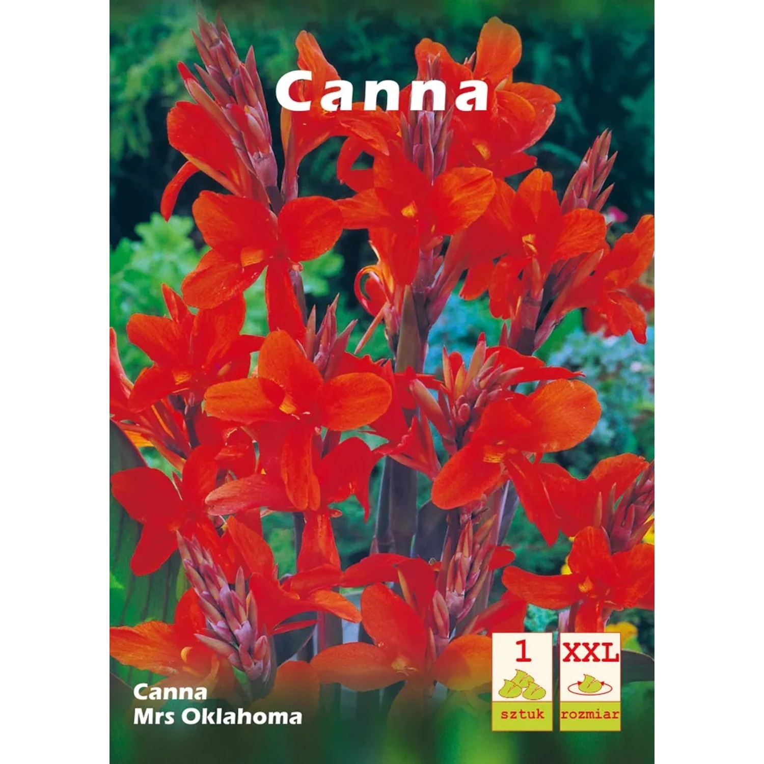 Canna Mrs Oklahoma 1szt. xxl