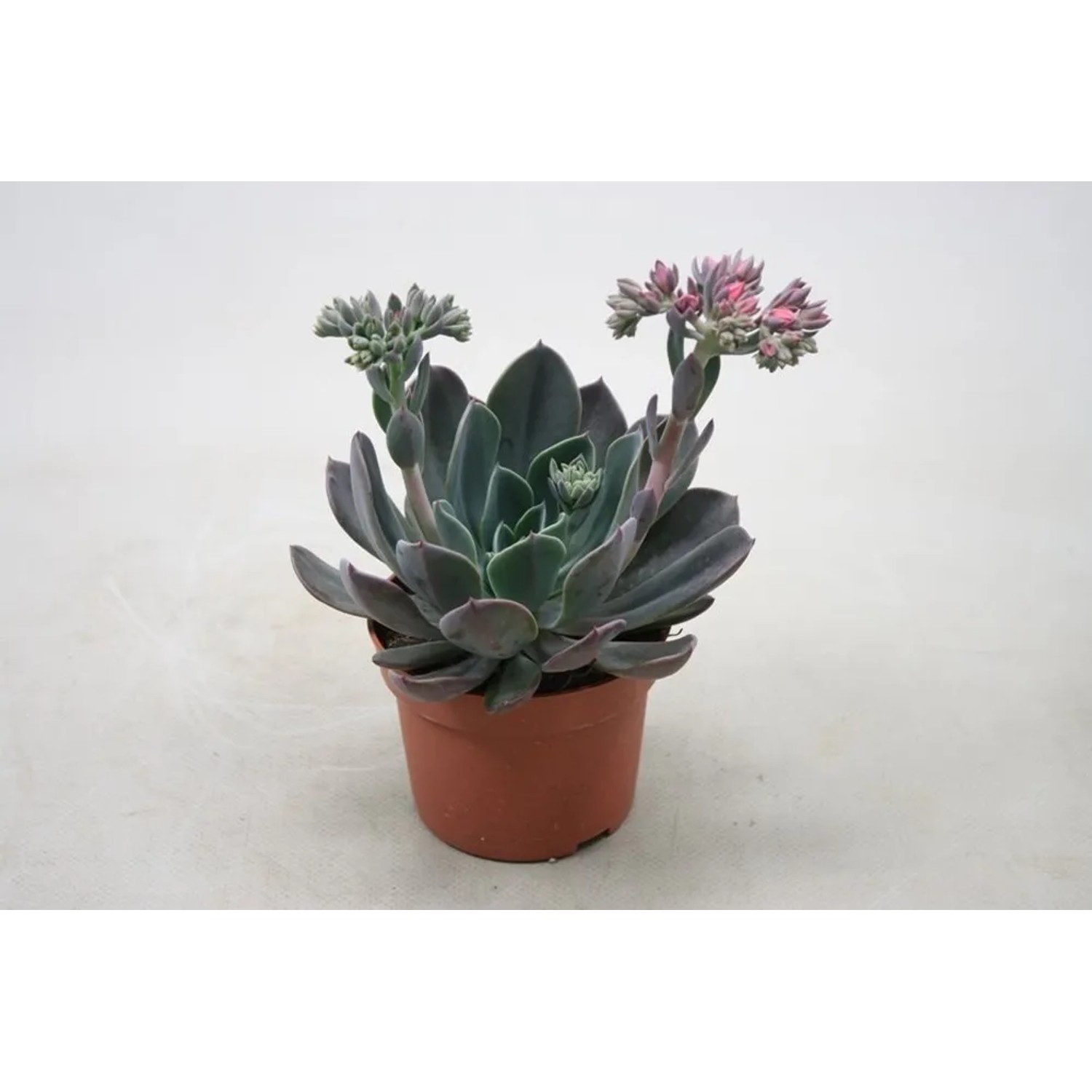 Eszeweria (Echeveria) Blue Prince wys. 20-25cm don. 10,5cm