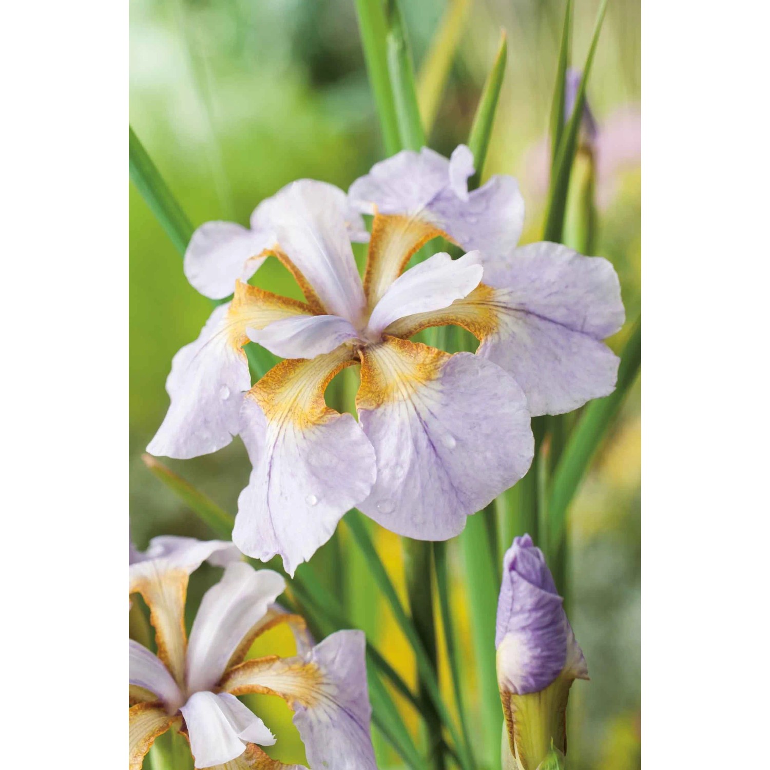 Irys, Kosaciec Rikugi Sakura (Iris sibirica)